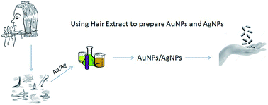 Graphical abstract: Facile synthesis of hair-extract-capped gold and silver nanoparticles and their biological applications