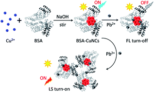 Graphical abstract: Dual-modal light scattering and fluorometric detection of lead ion by stimuli-responsive aggregation of BSA-stabilized copper nanoclusters