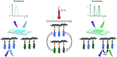 Graphical abstract: Thermally triggered optical tuning of π-conjugated graft copolymers based on reversible Diels–Alder reaction