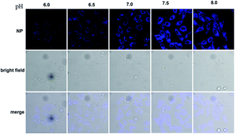 Graphical abstract: Fluorescent pH nanosensor based on carbon nanodots for monitoring minor intracellular pH changes