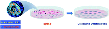 Graphical abstract: Dual release of a hydrophilic and a hydrophobic osteogenic factor from a single liposome