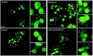 Graphical abstract: Dieckol, an edible seaweed polyphenol, retards rotenone-induced neurotoxicity and α-synuclein aggregation in human dopaminergic neuronal cells