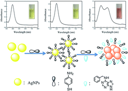 Graphical abstract: Facile colorimetric detection of 6-benzylaminopurine based on p-aminobenzenethiol functionalized silver nanoparticles