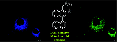 Graphical abstract: Highly specific probe for dual-emissive mitochondrial imaging based on a photostable and aqueous-soluble phosphonium fluorophore