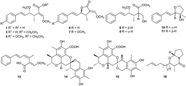 Graphical abstract: Antimicrobial activity and cytotoxicity of polyketides isolated from the mushroom Xerula sp. BCC56836