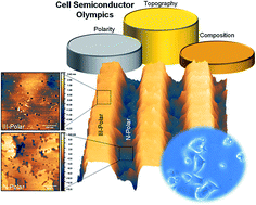 Graphical abstract: Nanoscale topography, semiconductor polarity and surface functionalization: additive and cooperative effects on PC12 cell behavior