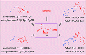 Graphical abstract: Synthesis and biological evaluation of sapinofuranones A,B and 1,2,3-triazole-sapinofuranone hybrids as cytotoxic agents