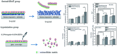 Graphical abstract: Preservation of osteoblasts and BM-MSCs biological properties after consecutive passages with the thermal-liftoff method