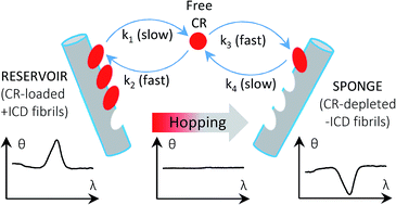 Graphical abstract: Molecules of Congo red caught hopping between insulin fibrils: a chiroptical probe of the dye–amyloid binding dynamics