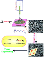 Graphical abstract: Electrically conductive nanofibrous scaffolds based on poly(ethylene glycol)s-modified polyaniline and poly(ε-caprolactone) for tissue engineering applications