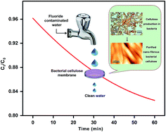 Graphical abstract: An unprecedented bacterial cellulosic material for defluoridation of water