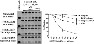 Graphical abstract: Identification of a novel human DNA ligase I inhibitor that promotes cellular apoptosis in DLD-1 cells: an in silico and in vitro mechanistic study