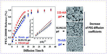 Graphical abstract: Effect of 7S/11S ratio on the network structure of heat-induced soy protein gels: a study of probe release