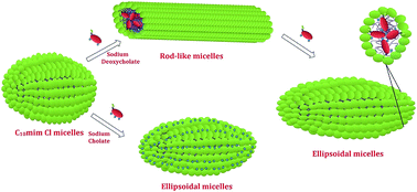 Graphical abstract: Microstructural micellar transition in bile salt–ionic liquid mixed systems in water: a DLS and SANS study