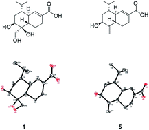 Graphical abstract: New cadinane sesquiterpenoids from the basidiomycetous fungus Pholiota sp.