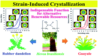 Graphical abstract: Strain-induced crystallization behaviour of natural rubbers from guayule and rubber dandelion revealed by simultaneous time-resolved WAXD/tensile measurements: indispensable function for sustainable resources