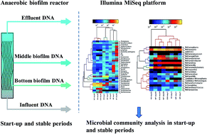 Graphical abstract: Microbial community dynamics in an anaerobic biofilm reactor treating heavy oil refinery wastewater