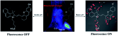 Graphical abstract: Rational design of a novel mitochondrial-targeted near-infrared fluorescent pH probe for imaging in living cells and in vivo