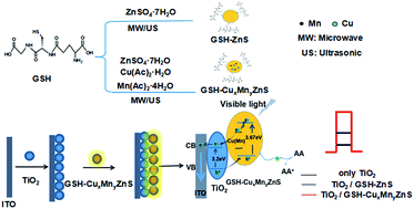 Graphical abstract: Microwave-assisted sonochemical synthesis of Cu and Mn doped GSH–ZnS polypeptide quantum dots and their enhanced photoelectrochemical properties