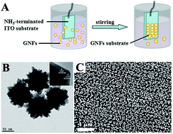 Graphical abstract: Gold nanoflowers modified ITO glass as SERS substrate for carbon tetrachloride-induced acute liver injury in vitro detection