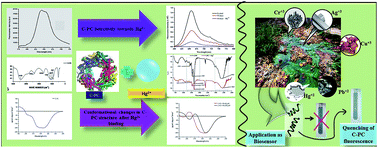 Graphical abstract: C-Phycocyanin as a potential biosensor for heavy metals like Hg2+ in aquatic systems