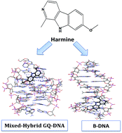 Graphical abstract: Targeting G-quadruplex DNA and B-DNA with a natural alkaloid: a comparative spectroscopic study