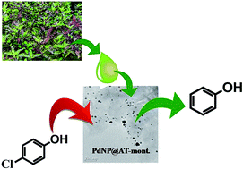 Graphical abstract: A green synthesis of Pd nanoparticles supported on modified montmorillonite using aqueous Ocimum sanctum leaf extract: a sustainable catalyst for hydrodechlorination of 4-chlorophenol