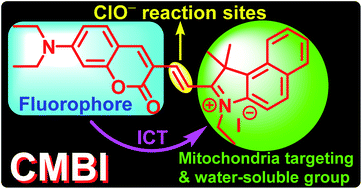 Graphical abstract: A mitochondria-targeted near-infrared probe for colorimetric and ratiometric fluorescence detection of hypochlorite in living cells