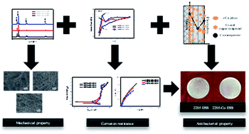 Graphical abstract: Investigation on mechanical, corrosion resistance and antibacterial properties of Cu-bearing 2205 duplex stainless steel by solution treatment