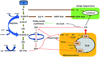 Graphical abstract: Reduced use of glucose by normoxic cow's mammary gland under acute inflammation: an example of homeostatic aerobic glycolysis