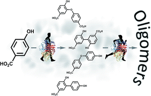 Graphical abstract: Characterization of the laccase-mediated oligomerization of 4-hydroxybenzoic acid