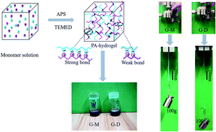 Graphical abstract: Structure and properties of tough polyampholyte hydrogels: effects of a methyl group in the cationic monomer