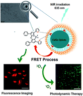 Graphical abstract: A near IR photosensitizer based on self-assembled CdSe quantum dot-aza-BODIPY conjugate coated with poly(ethylene glycol) and folic acid for concurrent fluorescence imaging and photodynamic therapy