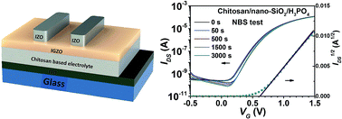 Graphical abstract: Optimization of chitosan gated electric double layer transistors by combining nanoparticle incorporation and acid doping