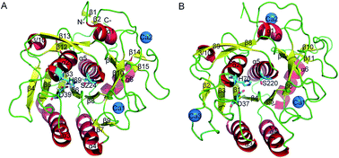 Graphical abstract: Molecular motions and free-energy landscape of serine proteinase K in relation to its cold-adaptation: a comparative molecular dynamics simulation study and the underlying mechanisms