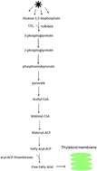 Graphical abstract: Determination of biodiesel properties based on a fatty acid profile of eight Amazon cyanobacterial strains grown in two different culture media