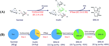 Graphical abstract: Facile enzymatic production of difructose dianhydride III from sucrose