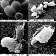 Graphical abstract: Green synthesis and antifungal activity of Al2O3 NPs against fluconazole-resistant Candida spp isolated from a tertiary care hospital