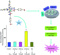 Graphical abstract: Synthesis and biological evaluation of heterocyclic hydrazone transition metal complexes as potential anticancer agents