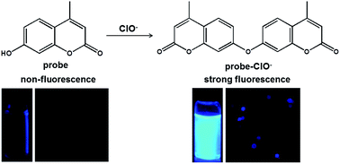 Graphical abstract: A highly selective and sensitive fluorescence probe for rapid detection of hypochlorite in tap water and cancer cells