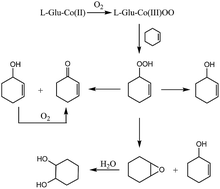 Graphical abstract: Oxidation mechanism of molecular oxygen over cyclohexene catalyzed by a cobalt l-glutamic acid complex