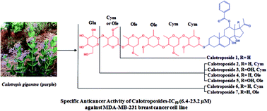 Graphical abstract: Bioactivity guided isolation of oxypregnane-oligoglycosides (calotroposides) from the root bark of Calotropis gigantea as potent anticancer agents