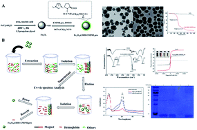 Graphical abstract: Amino acid-based ionic liquid surface modification of magnetic nanoparticles for the magnetic solid-phase extraction of heme proteins