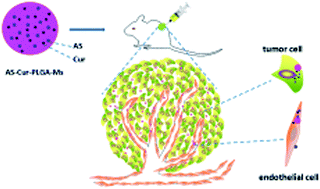 Graphical abstract: Dual release of angiostatin and curcumin from biodegradable PLGA microspheres inhibit Lewis lung cancer in a mice model