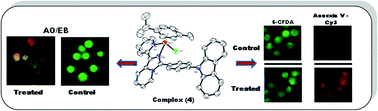 Graphical abstract: Synthesis, structures, and DNA and protein binding of ruthenium(ii)-p-cymene complexes of substituted pyridylimidazo[1,5-a]pyridine: enhanced cytotoxicity of complexes of ligands appended with a carbazole moiety