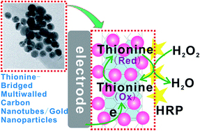 Graphical abstract: An electrochemical glycan biosensor based on a thionine-bridged multiwalled carbon nanotube/gold nanoparticle composite-modified electrode