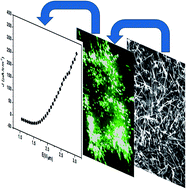 Graphical abstract: Synthesis of Te-doped ZnO nanowires with promising field emission behavior