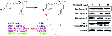 Graphical abstract: Synthesis and anti-proliferative evaluation of novel 3,4-dihydro-2H-1,3-oxazine derivatives of bakuchiol