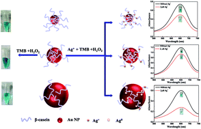 Graphical abstract: Structural effects of amphiphilic protein/gold nanoparticle hybrid based nanozyme on peroxidase-like activity and silver-mediated inhibition