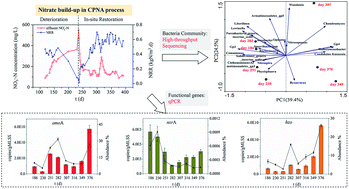 Graphical abstract: Deciphering the evolution of the functional genes and microbial community of the combined partial nitritation-anammox process with nitrate build-up and its in situ restoration